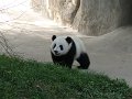 Pandas (044)